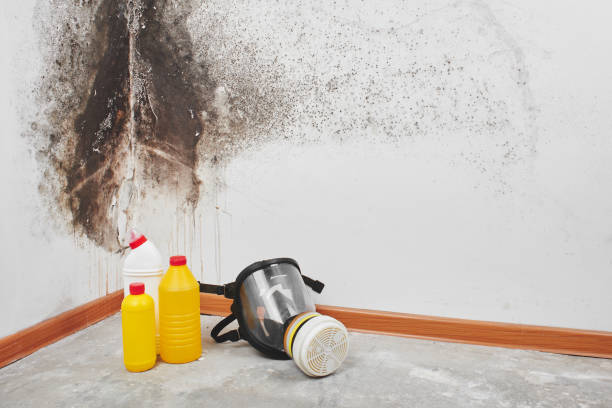 Mold Removal and Inspection in Ocean Bluff Brant Rock, MA