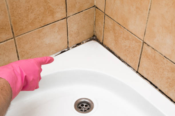 Mold Removal and Inspection in Ocean Bluff Brant Rock, MA