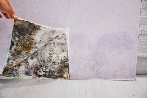 Best Mold Damage Repair  in Ocean Bluff Brant Rock, MA